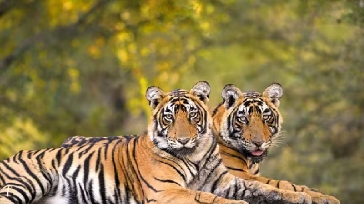 Natural causes behind tigers’ deaths: Forest dept.- JUNGLE TAK