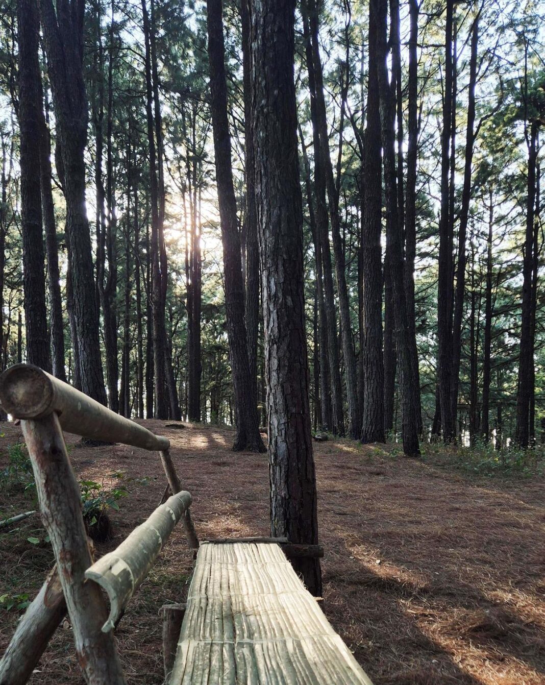 Thattathikkanam pine forest is now an ecotourism destination- JUNGLE TAK