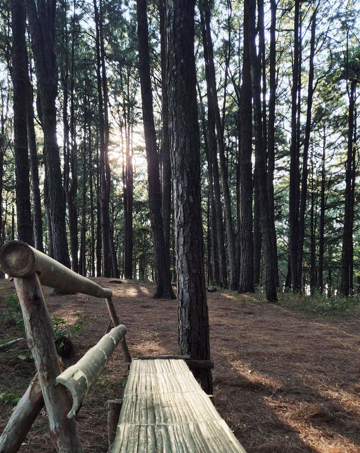 Thattathikkanam pine forest is now an ecotourism destination- JUNGLE TAK