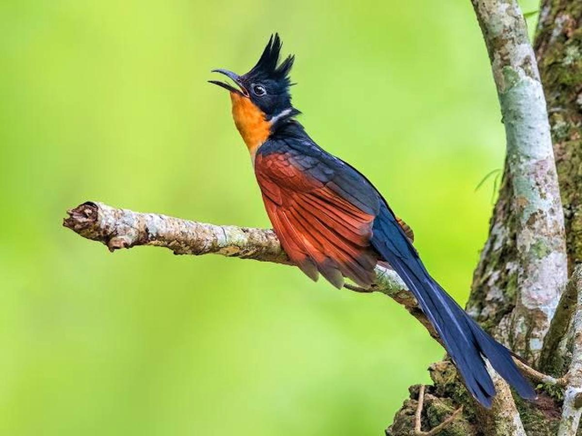 Assam forest for birdwatchers reopens after 16 years- JUNGLE TAK