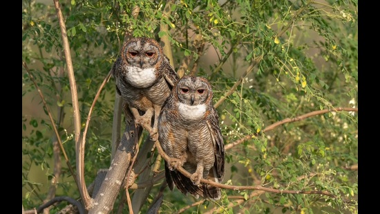 Forest dept bans photography in Pune’s Supe village over bird call playback concerns- JUNGLE TAK