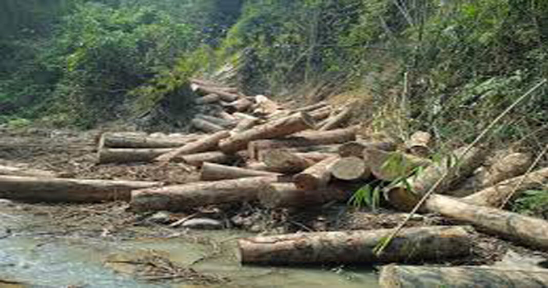 Huge illegally cut timbers recovered fro forest areas of Laljuri in Kanchanpur- JUNGLE TAK