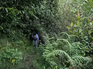 Around Rs 95,000 crore collected in lieu of forest land diversion till date: Govt- JUNGLE TAK