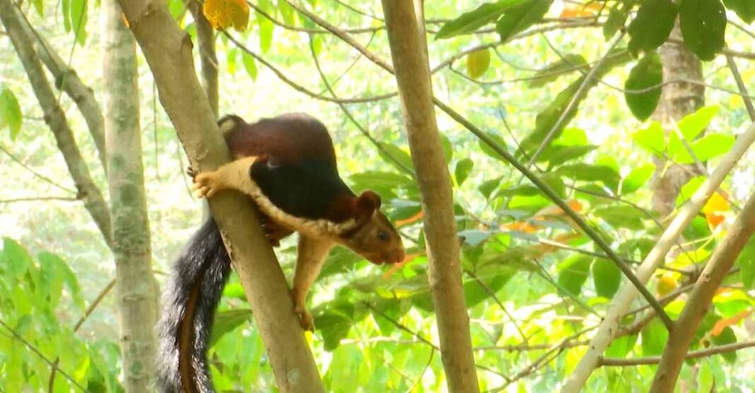 Forest dept captures troublemaker giant squirrel in Thrissur- JUNGLE TAK