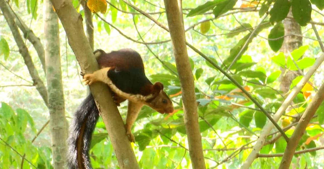 Forest dept captures troublemaker giant squirrel in Thrissur- JUNGLE TAK