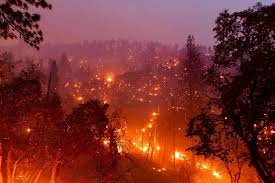 15.7K km fire lines to combat wildfires this season in Odisha: Principal Chief Conservator of Forests- JUNGLE TAK