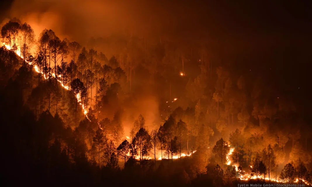 Review meeting on precautionary measures to prevent forest fires held- JUNGLE TAK