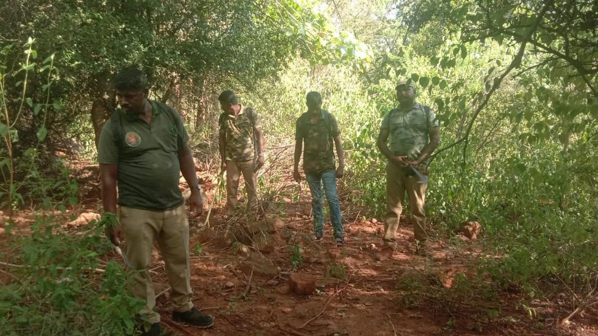 Forest department continues clampdown against inter-State poaching gangs in the Nilgiris- JUNGLE TAK