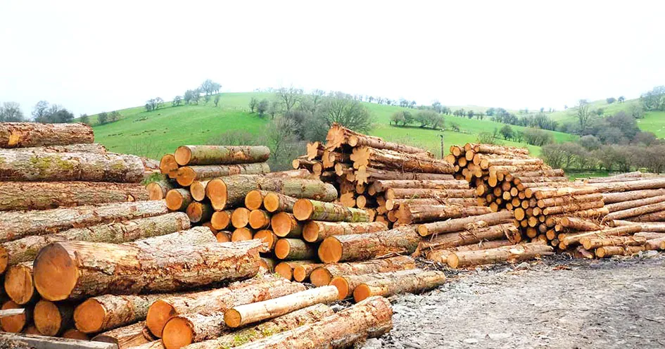 Forest Dept Sanctions Over 25 Lakh Cft Timber for 18,471 Beneficiaries in Three Years- JUNGLE TAK