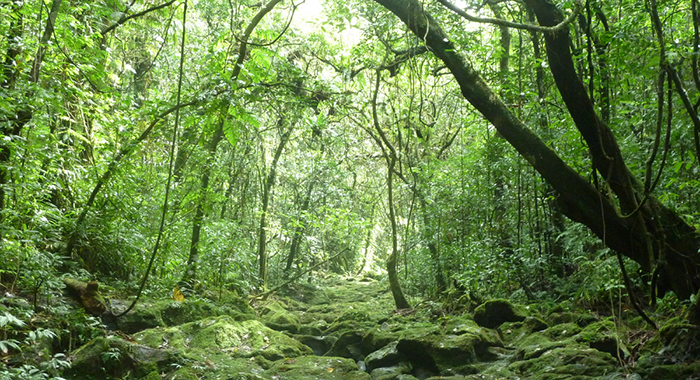 World Wildlife Day: Concerted efforts needed to increase forest cover in Amritsar: Environmentalists- JUNGLE TAK