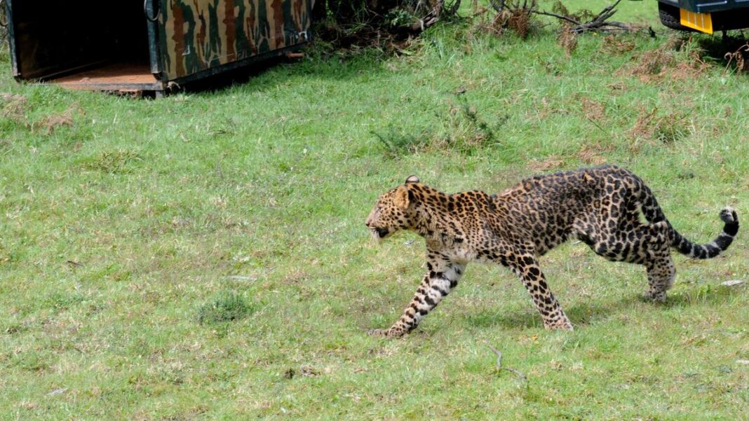 Forest officials suspect leopard killed woman near Ooty- JUNGLE TAK