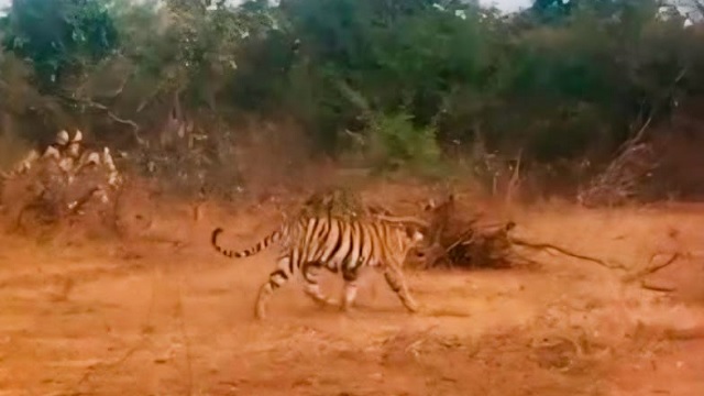 Tiger spotted in forest of Boudh district in Odisha-JUNGLE TAK