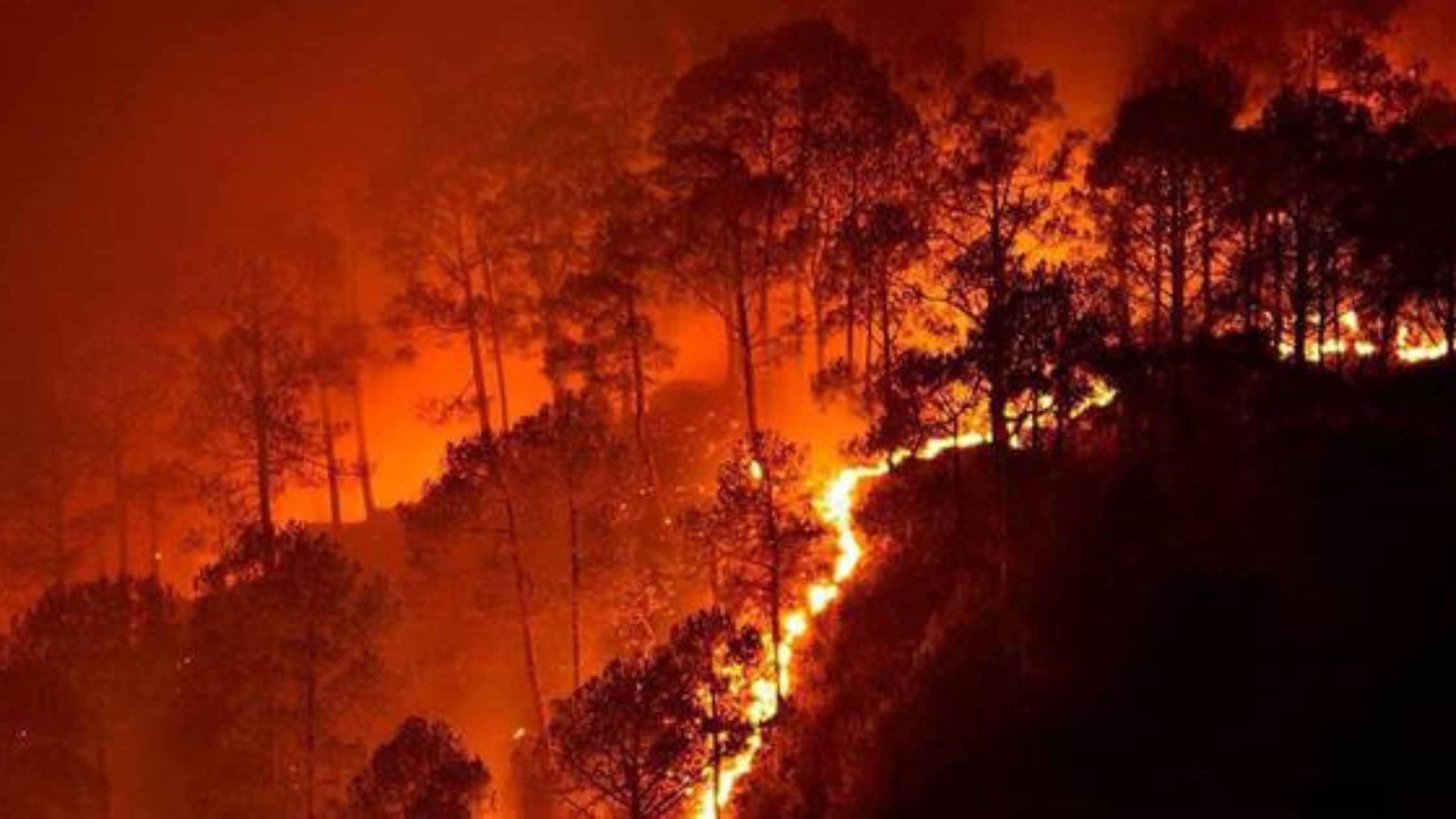 Maharashtra Sees Alarming Surge in Forest Fires, Ranks Second in India- JUNGLE TAK