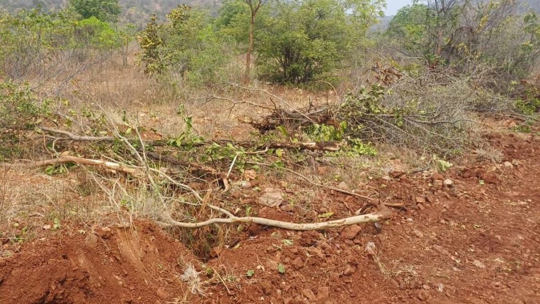 Collector’s letter over Devanoor forest lands sparks outcry in Hanamkonda- JUNGLE TAK