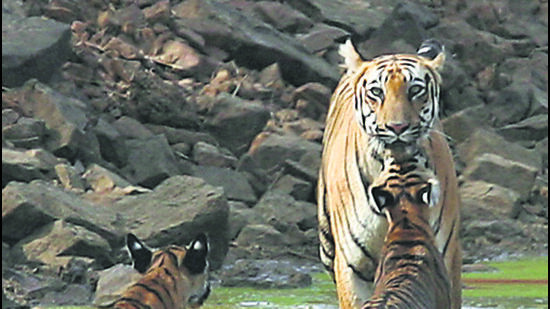 Mumbai: State Board of Wildlife clears 4 mega-projects on 1,800 hectares of forest land; over 400K trees to be axed- JUNGLE TAK