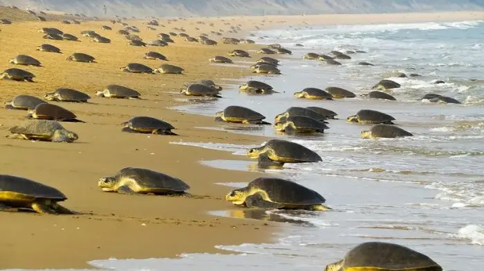 Operation Olivia 2025: Indian Coast Guard Safeguards Nearly 7 Lakh Olive Ridley Turtles in Odisha- JUNGLE TAK