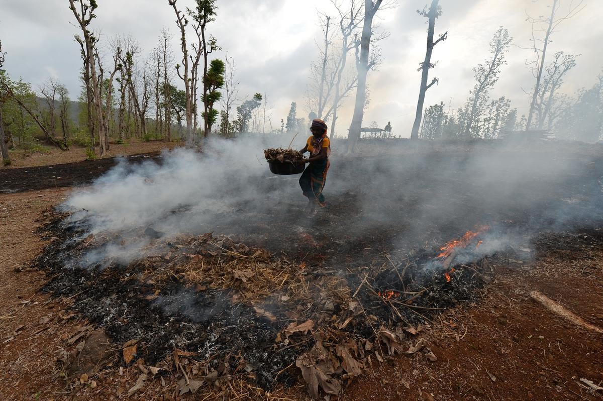 A local villager managing a controlled burn in a forested area, illustrating traditional forest practices