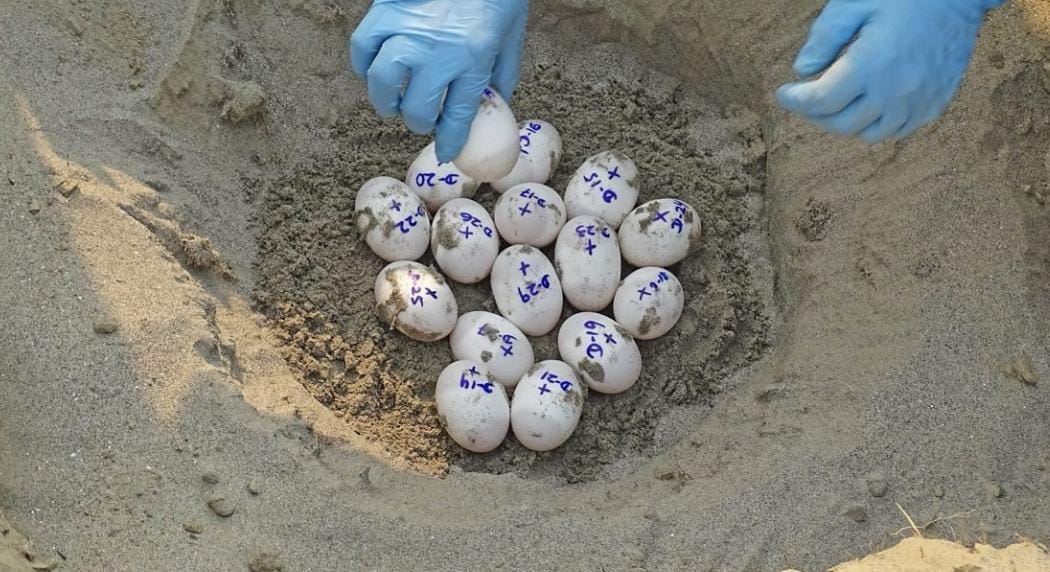 Gharials Make a Comeback: Community-Led Conservation Boosts Population in Bihar's Gandak River- JUNGLE TAK