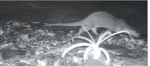 Eurasian Otter Spotted for First Time in Udanti Sitanadi: Boost for Chhattisgarh's Biodiversity- JUNGLE TAK