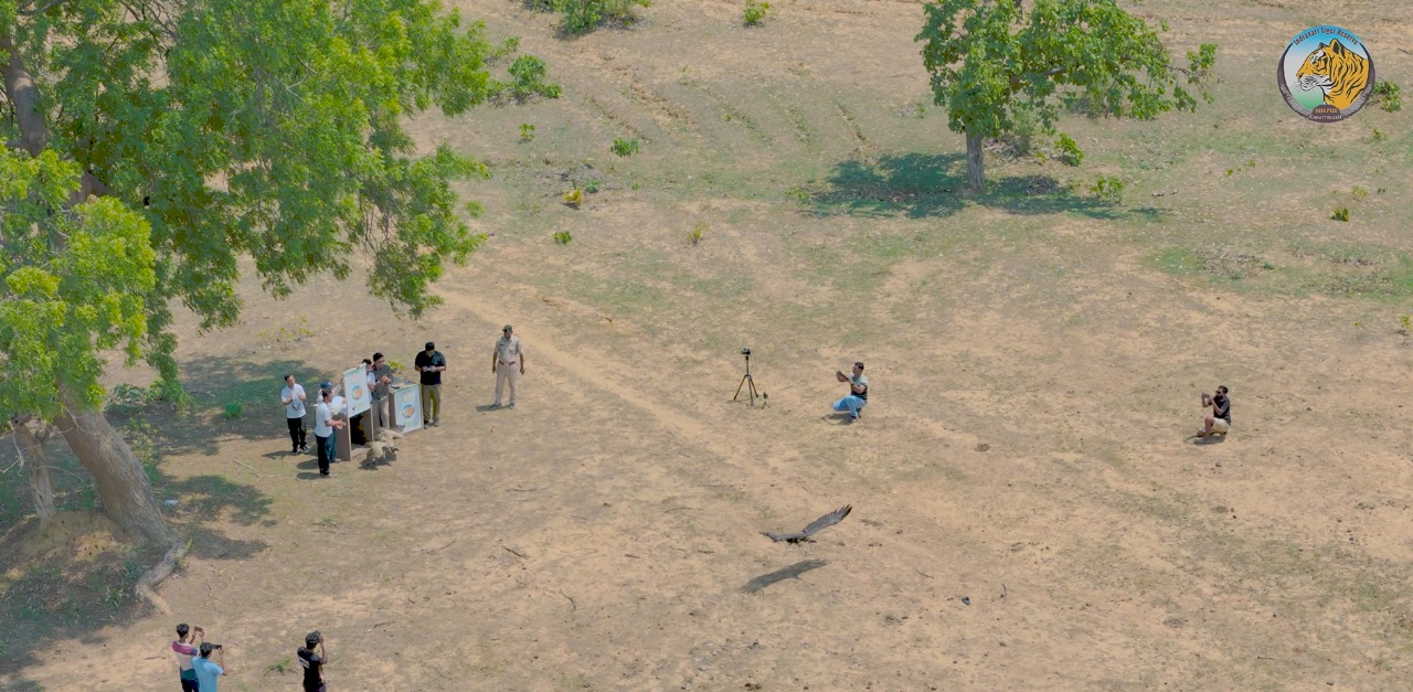 Vulture Release in Indravati Tiger Reserve