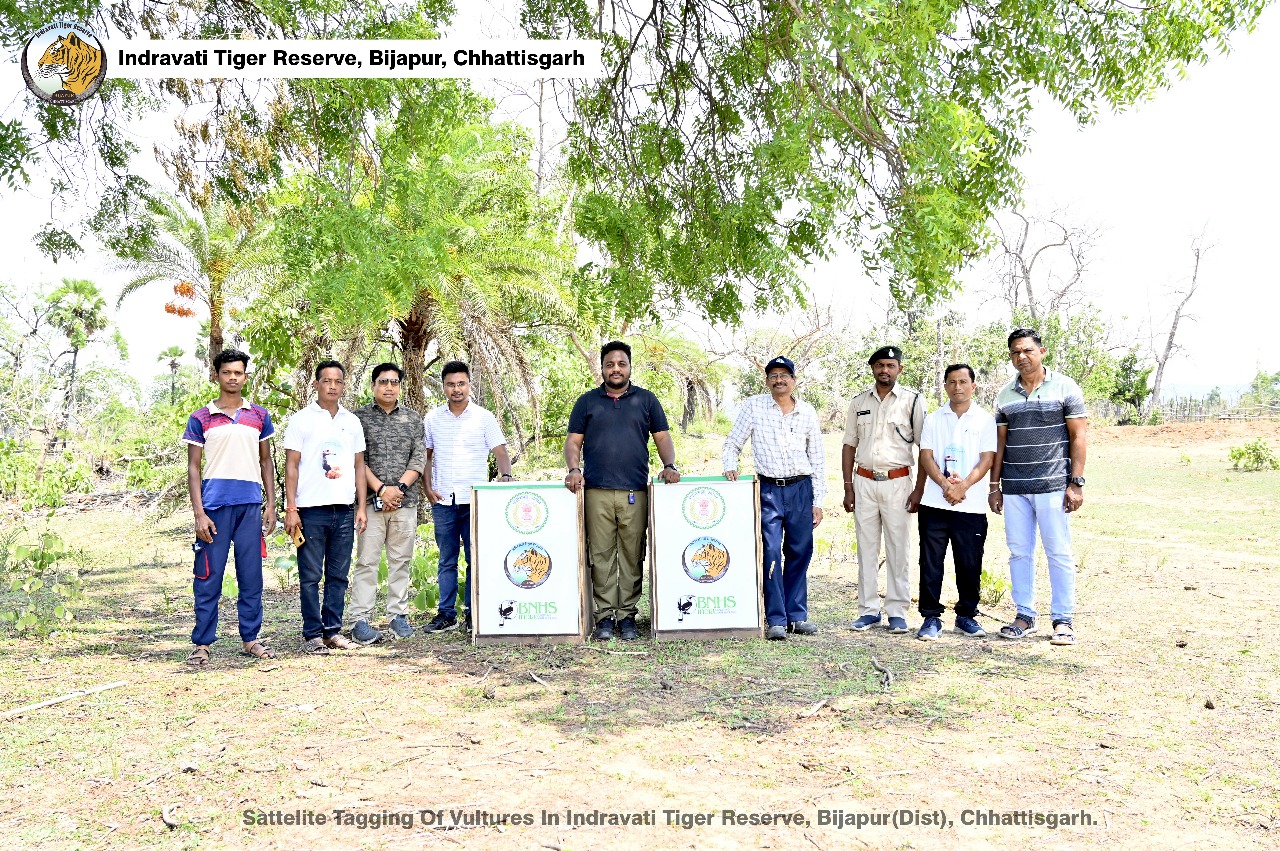Vulture release in Indravati Tiger Reserve,