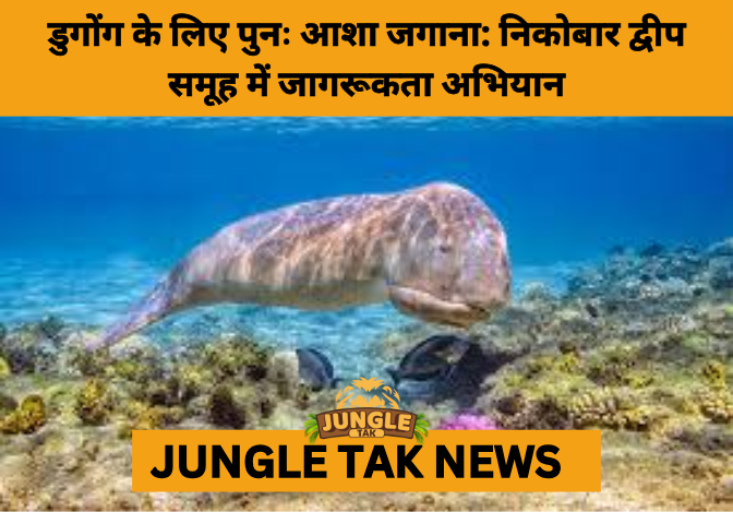 डुगोंग समुद्र की सतह के पास तैरता हुआ, कोरल रीफ के ऊपर