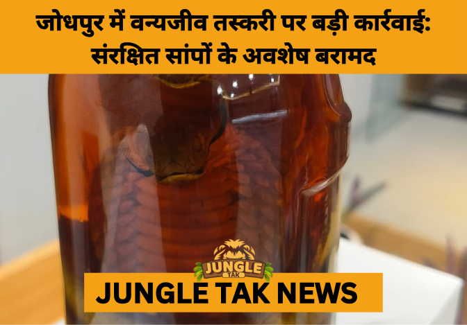 Snake remains preserved in a glass jar, seized in Jodhpur wildlife smuggling case