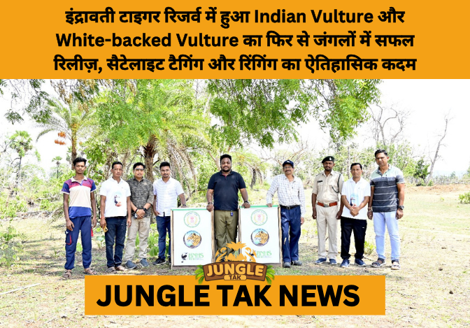 Vulture Release in Indravati TR