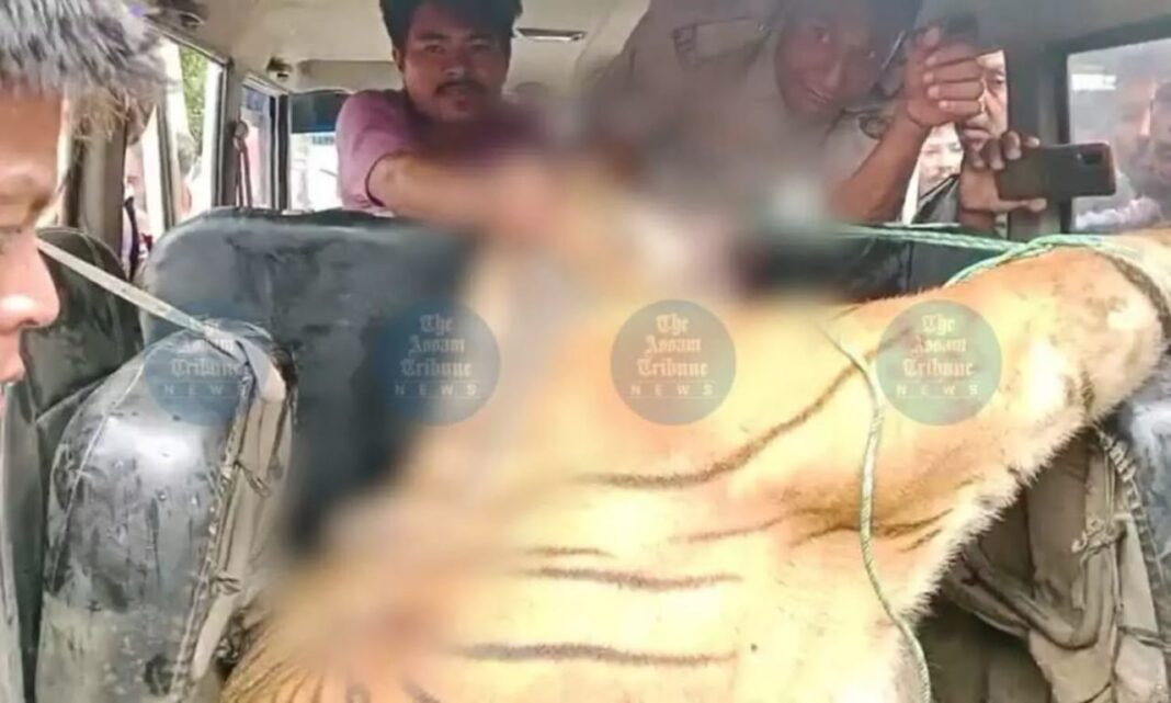 Mutilated Tiger Found in Assam: Retaliatory Killing Sparks Outcry Over Rising Human-Wildlife Conflict- JUNGLE TAK