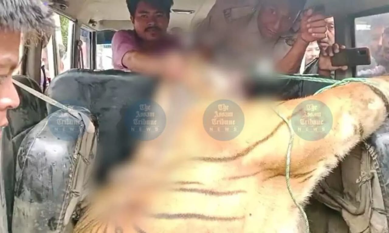 Mutilated Tiger Found in Assam: Retaliatory Killing Sparks Outcry Over Rising Human-Wildlife Conflict- JUNGLE TAK