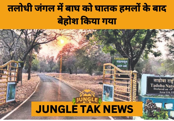 Tiger Captured After Fatal Attacks in Chandrapur as Human-Wildlife Conflict Escalates- JUNGLE TAK