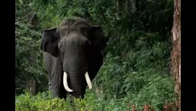 Kerala Forest Department Launches Eco-Friendly Measures After Elephant Death- JUNGLE TAK