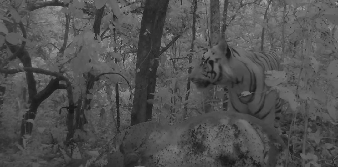 Tiger Spotted in Udanti Sitanadi Tiger Reserve, Boosting Hopes for Natural Recolonization in Chhattisgarh- JUNGLE TAK