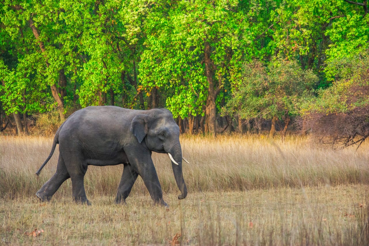 Elephant Death in Tamil Nadu’s Anchetty Reserve Raises Alarm Over Wildlife Safety- JUNGLE TAK