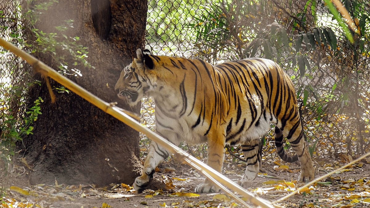 Gujarat Roars Again: Bengal Tiger Sighting Revives Hope for Big Cat Trinity- JUNGLE TAK