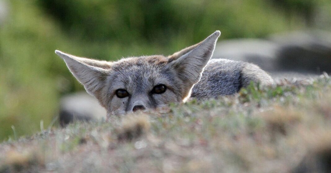 West Bengal to Set Up 9-Acre Urban Wildlife Conservation Park in New Town to Protect Indigenous Species- JUNGLE TAK
