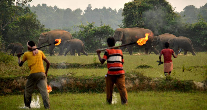 human elephant conflict