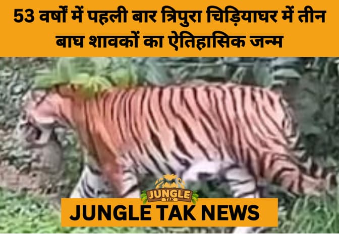 Historic First: Sepahijala Zoo Welcomes Birth of Tiger Cubs in Major Conservation Milestone- JUNGLE TAK