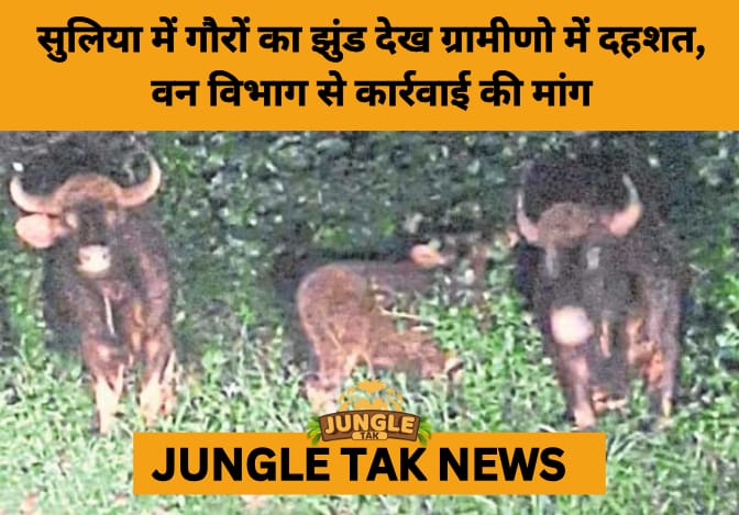 Midnight Scare in Karnataka: Gaurs Roam Devachalla Village, Sparking Human-Wildlife Conflict Fears- JUNGLE TAK