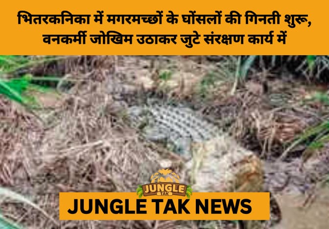 Bhitarkanika on High Alert: Crocodile Nesting Season Spurs Crucial Conservation Effort Amid Rising Human-Wildlife Conflict- JUNGLE TAK