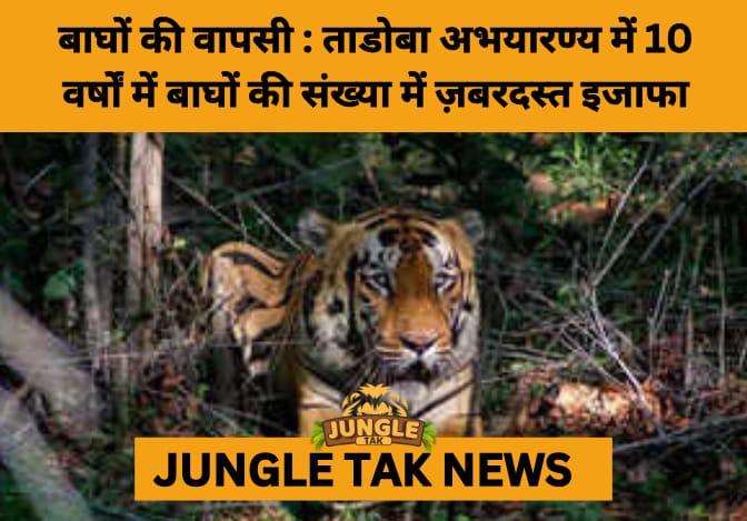 Tadoba Tiger Boom: 30% Rise in Density Marks a Decade of Conservation Success- JUNGLE TAK