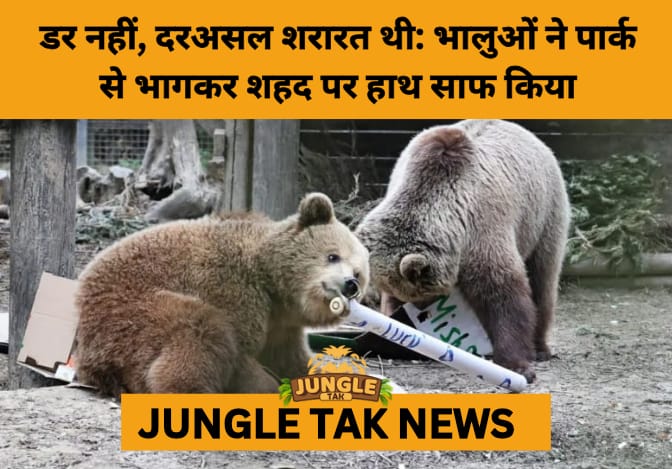 Honey Heist: Escaped Bears at UK Wildlife Park Devour Sweet Stash, Return Calmly- JUNGLE TAK