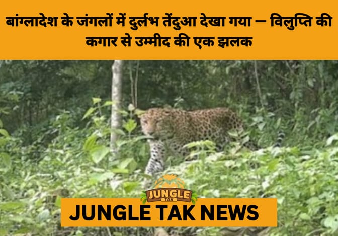 Rare Sighting of Critically Endangered Leopard Sparks Hope in Bangladesh’s Chittagong Hills- JUNGLE TAK