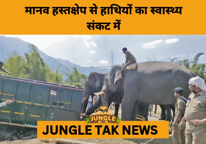 India’s Elephants Face Rising Health Crisis: Obesity, Human Diseases Threaten Survival- JUNGLE TAK