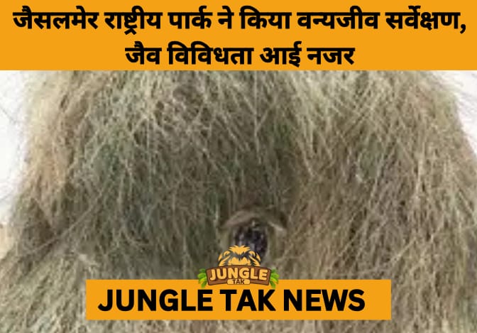 Wildlife Thrives in Harsh Terrain: Annual Count at Desert National Park Reveals Rich Biodiversity- JUNGLE TAK