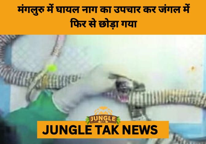 Injured Cobra Rescued, Treated, and Released in Karnataka: A Testament to Compassion and Conservation- JUNGLE TAK