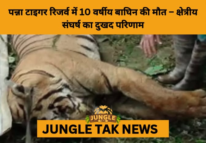 Territorial Clash Claims Tigress in Panna, Highlighting Rising Habitat Pressure Amid Tiger Boom in Madhya Pradesh- JUNGLE TAK