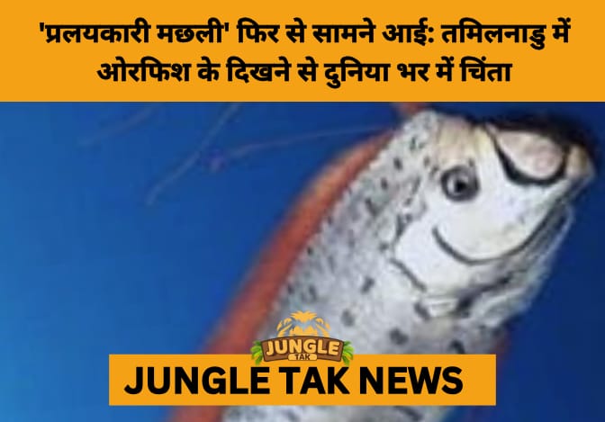 Rare 'Doomsday Fish' Caught Off Tamil Nadu Coast Sparks Global Curiosity and Ecological Concern- JUNGLE TAK