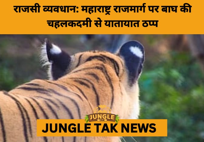 Tiger on the Highway: Rare Sighting in Maharashtra Sparks Awe and Alarms Over Habitat Loss- JUNGLE TAK