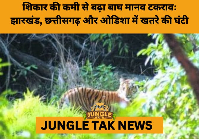 India’s Tiger Success at Risk as Prey Species Decline, Says WII-NTCA Report- JUNGLE TAK